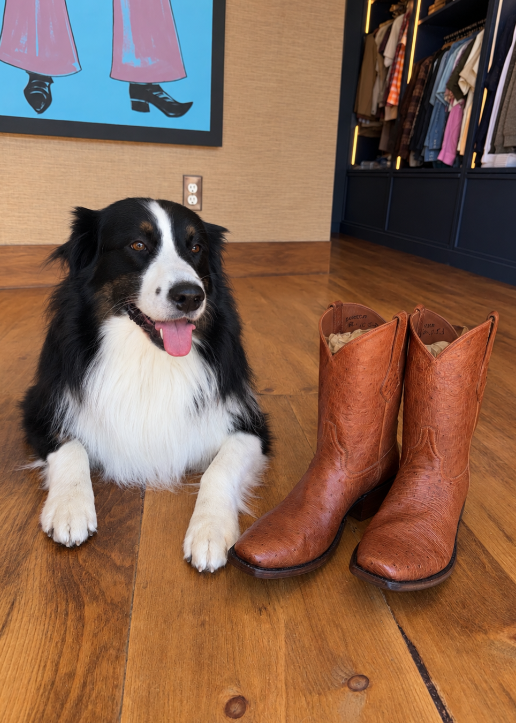 A black and white dog lies on a wooden floor next to a pair of brown leather cowboy boots in a home setting with a closet visible in the background.