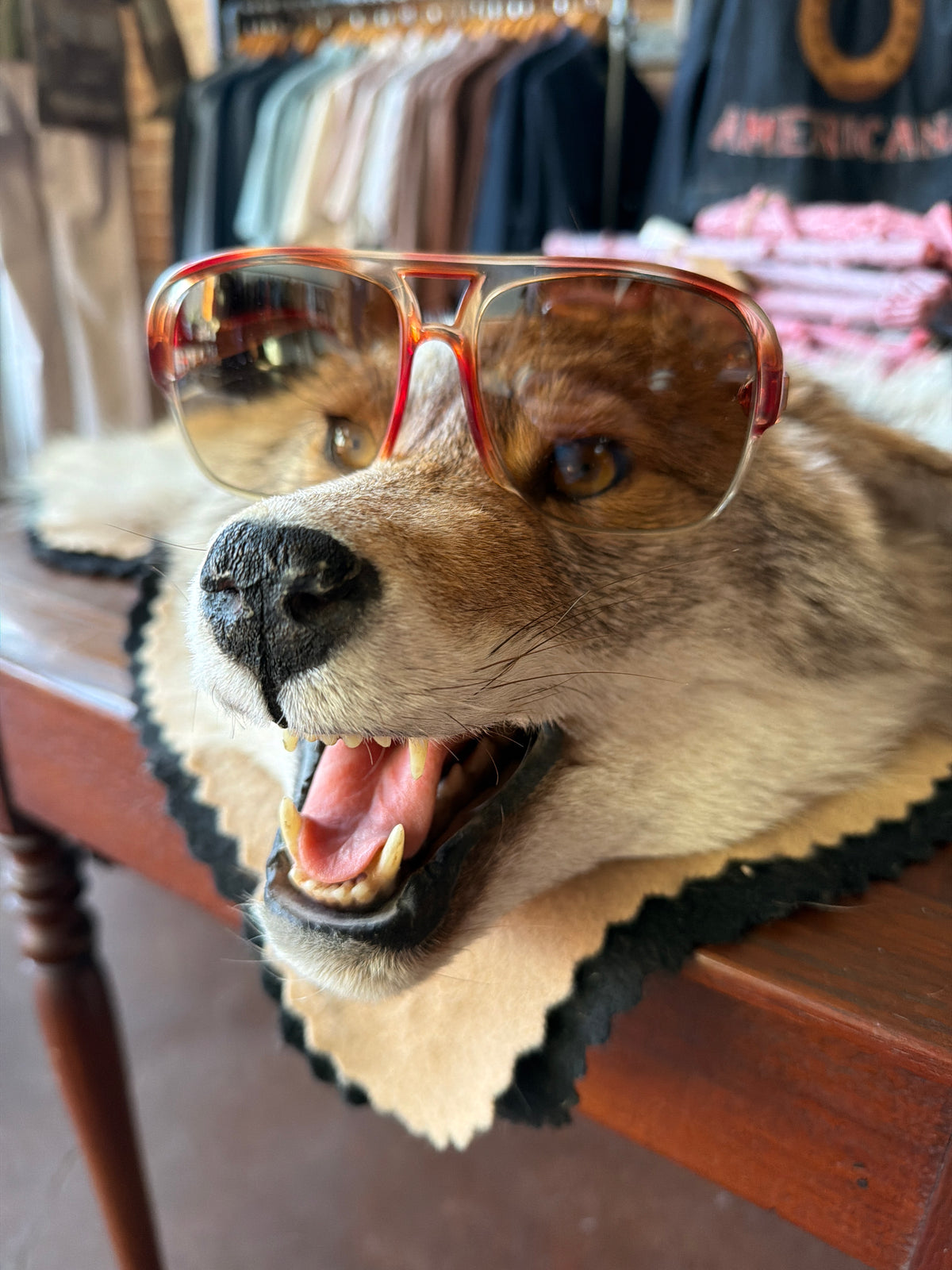 PIERRE CARDIN | CAVALIER