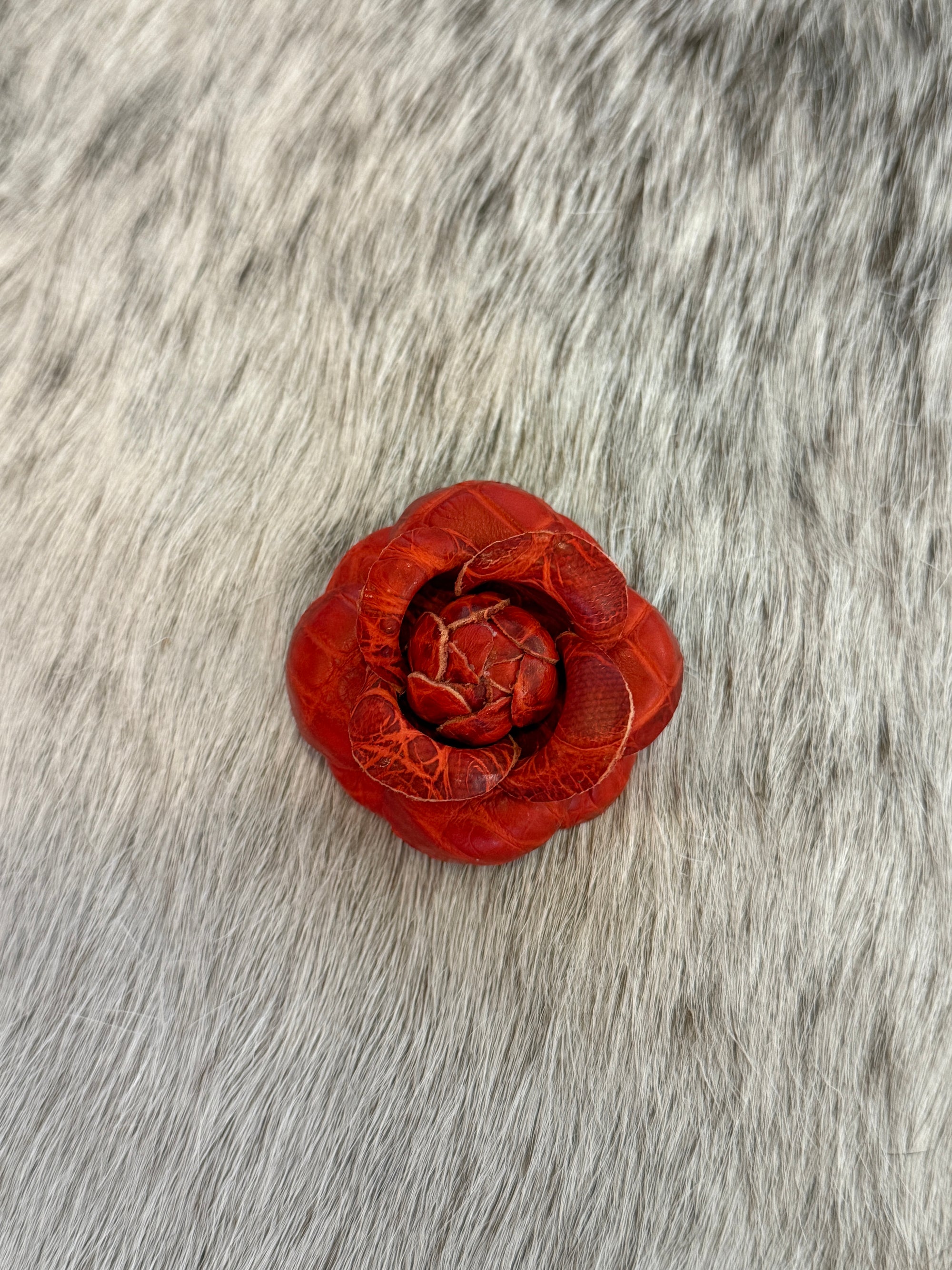 Burnt Orange Blooming Camellia